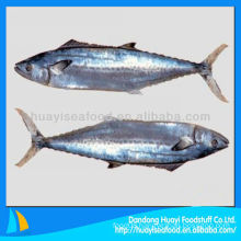 frozen spotted spanish mackerel whole round